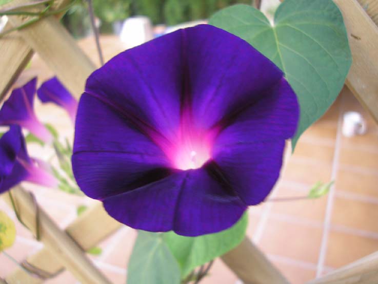 morning glory flower