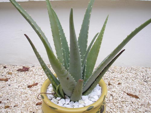 Aloe Vera Plant Picture - Picture of an Aloe Vera Plant