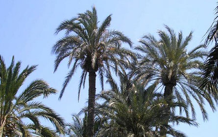 Palm Trees